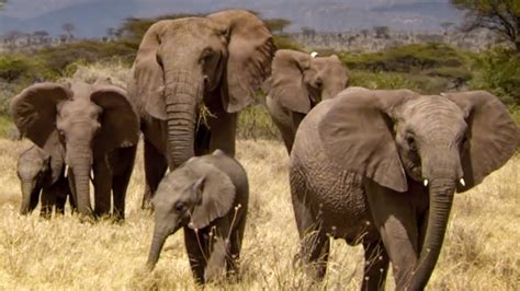 Elephants Take Care Of Orphaned Babies This Wild Life Bbc Earth