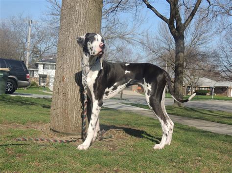 Great Dane Breed Guide - Learn about the Great Dane.