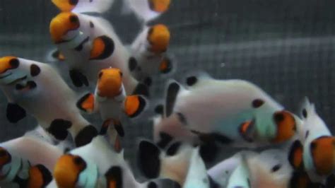 We did not find results for: wyoming white clownfish - YouTube
