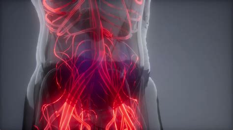 Blood vessels form the living system of tubes that carry blood both to and from the heart. Blood Vessels of Human Body Stock Video Footage - Storyblocks