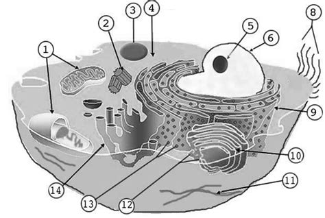 14 Best Images Of Label Cell Organelles Worksheet Label Animal Cell