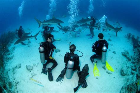 Bahamas Cruise Excursions Nassau Shark Scuba Diving Adventure 202us