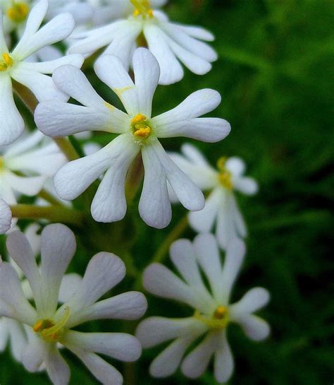 This is the first year i have grown this annual flower and i started it from seed. Zaluzianskya capensis or Night Phlox, Midnight Candy ...