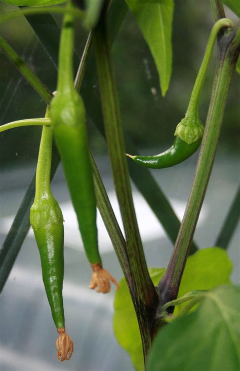 Check spelling or type a new query. The Part-Time Homesteader: Different stages of the Chilli ...