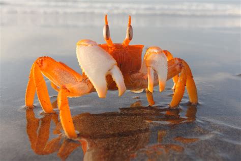 Crabs Beach Sand Crustaceans Wallpapers Hd Desktop And Mobile