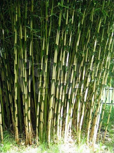 Fargesia Robusta Campbell Bamboo