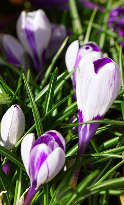 Crocus Flower Spring Free Photo On Pixabay Pixabay