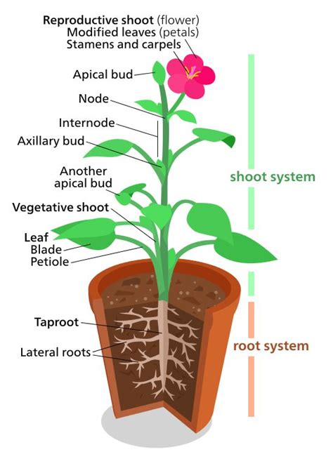 Plant Development I Tissue Differentiation And Function Organismal