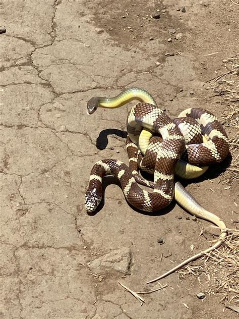 California Kingsnake Eating A Yellow Bellied Racer In Central Valley