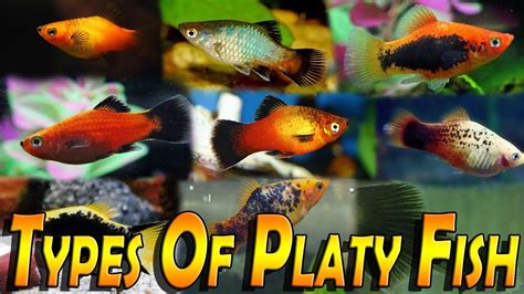 Types Of Platy Fish Varieties Of Platy Fish Xiphophorus Youtube