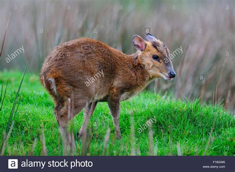 Muntjac Deer In A Field Uk Stock Photo Alamy