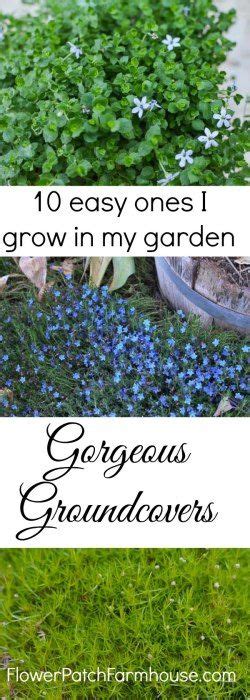 Easy Ground Cover Plants You Can Grow Ground Cover