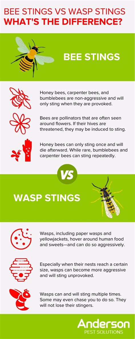 Bee Stings Vs Wasp Stings Whats The Difference Illinois And Indiana