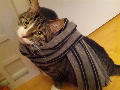 Reductress How To Look As Chic As These Cats Wearing Scarves