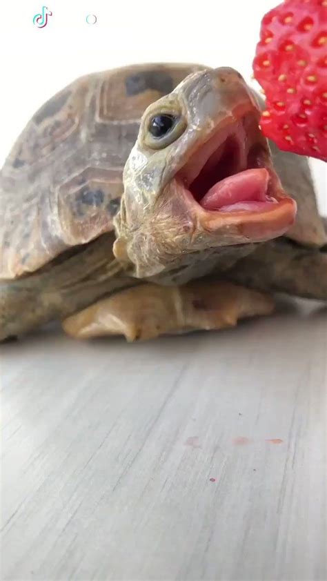 Pin Auf Turtles Eating Strawberries