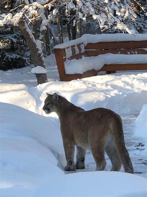 Cougar Sightings A Plenty In Foothills Local News Weather Sports Free