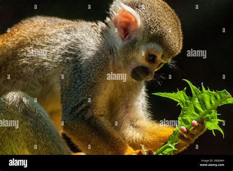 Baby Squirrel Monkey Hi Res Stock Photography And Images Alamy