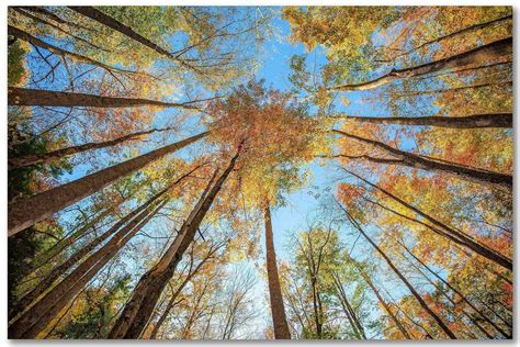 コンプリート！ Autumn Forest Photography 287652 Autumn Forest Photography