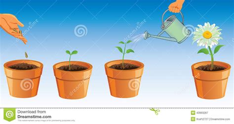 Process Of Growing Flowers Stock Illustration Image