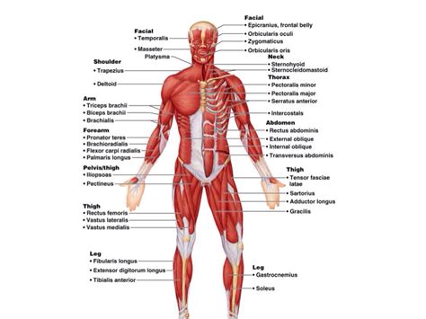 Human Body 20 Project Rvw Muscular System
