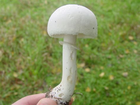5 Indiana Ids Mushroom Hunting And Identification Shroomery Message