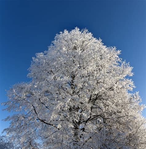 Hoarfrost On Branches Of A High Tree Stock Image Image Of Light