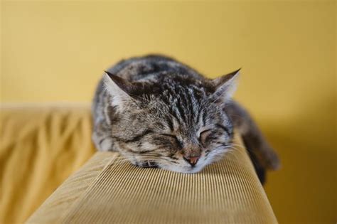 A Tabby Cat Sleeping On An A Couch Armrest Cat Sleeping Tabby Kitten