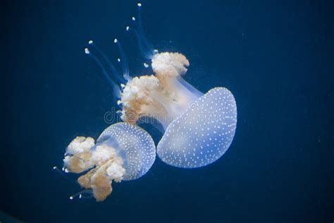 Several Jellyfishs Moving In Water Stock Photo Image Of Float Dream