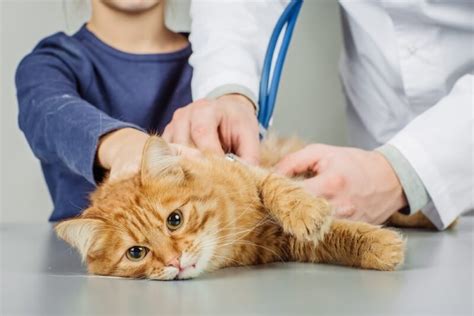 Blood In Cat Stool What To Do Were All About Pets