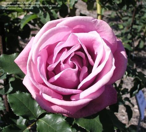Plantfiles Pictures Grandiflora Hybrid Tea Rose Fragrant Plum Rosa