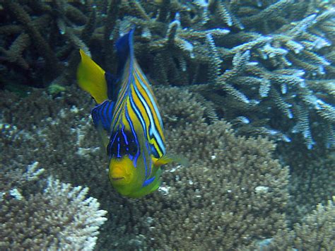 The Top Marine Life Of The Maldives A Listly List