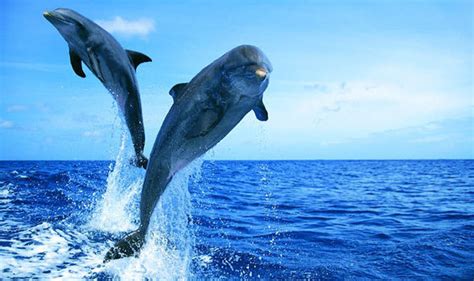 Dolphins Research Reveals The How The Intelligent Mammals Have Sex