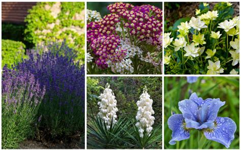 This genus comes in a variety of warm shades like reds, oranges, and yellows, and are generally left alone so you can enjoy the spiky flowers in summer. 15 Rabbit Resistant Perennials (Photos) - Garden Lovers Club