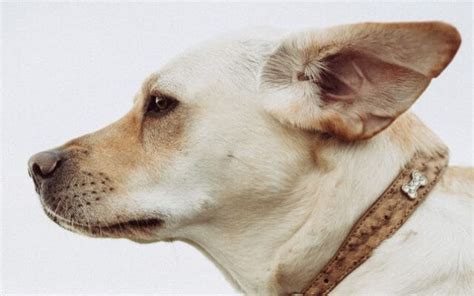 Otitis En Perros S Ntomas Causas Y Tratamiento Mascota Y Salud Fast Euractiv Com