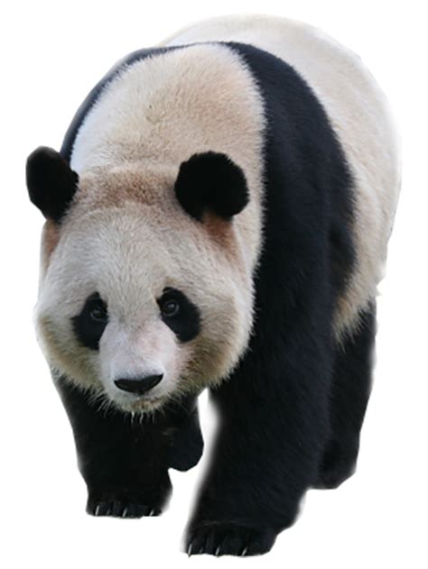 Baixar De Imagens Png De Passeio De Panda Real Fundopng