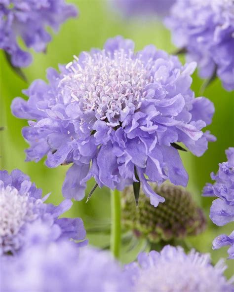 Special Deal Scabiosa Columbaria Blue Note Butterfly Blue