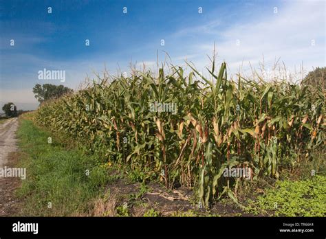 Indian Corn Maize Zea Mays Maize Field Germany Bavaria Stock