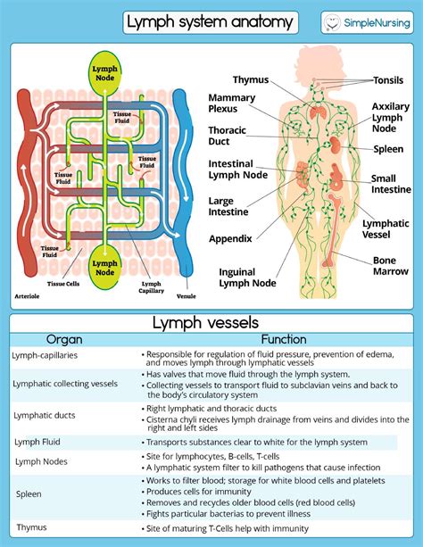 4 Lymph System Anatomy Bio206 Studocu