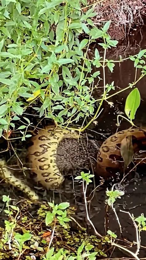 Monster 16ft Anaconda Squeezes Life Out Of Pig And Swallows It Whole In