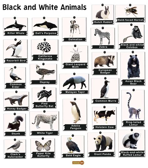 Black And White Animals List And Facts With Pictures