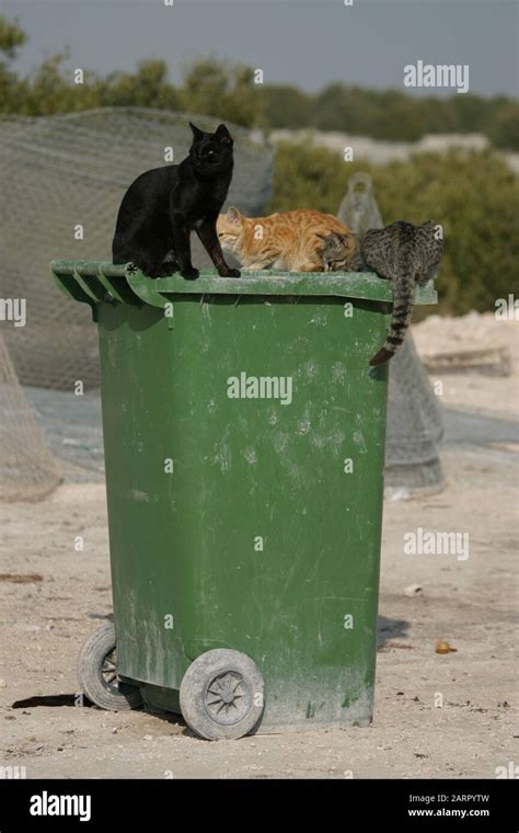 Feral Cats On A Bin Feeding Stock Photo Alamy