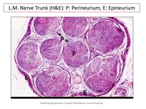 Nervous Tissue Prac Histology