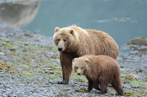 Brown Bear Kodiak Island Archives Robin Barefield
