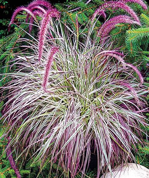 Check spelling or type a new query. 68 best images about Ornamental Grasses on Pinterest ...