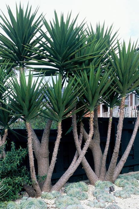 Pin By Ur Garden On Planting Yucca Plant Plants Dry Garden
