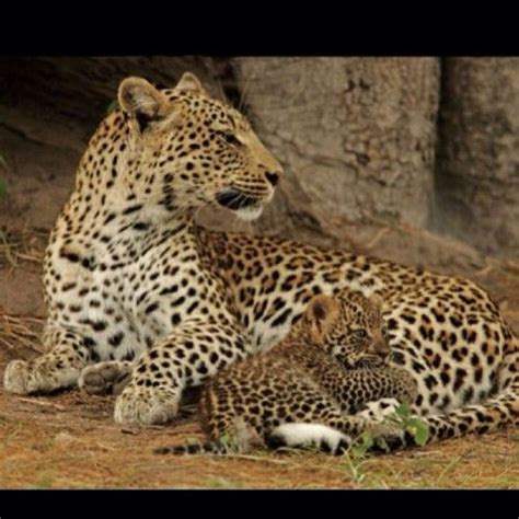 Animals African Leopard Wild Cats