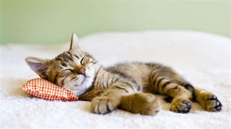 How Much Do Cats Sleep Everything You Need To Know About Cats