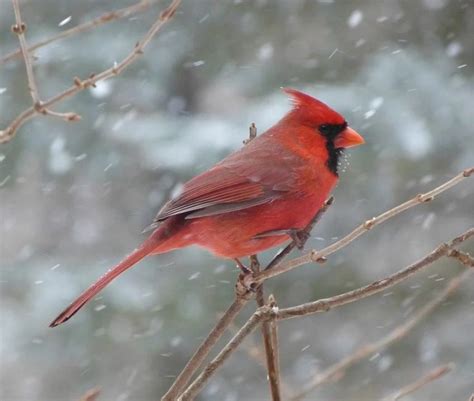 How Do Birds Survive Cold Winters The Post And Email