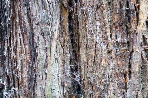 Premium Photo Close Up Of Old Tree Bark