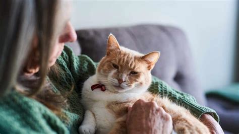 How Old Is A Senior Cat And How To Care For Them